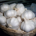 Fresh Natural Garlic Price HOT SALE